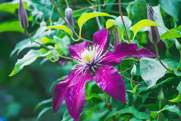 Clematis fleur dans le jardin — Photo