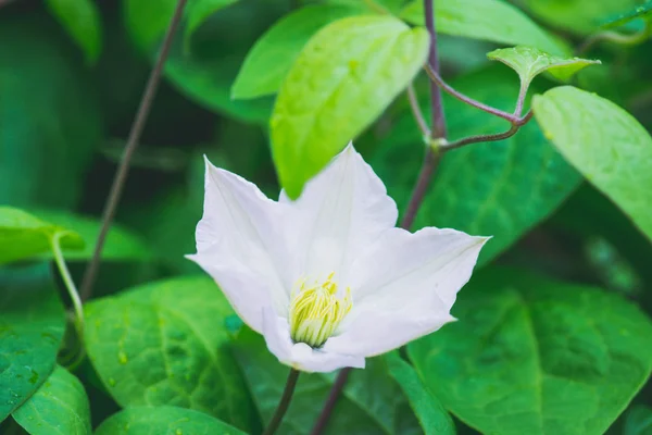 Clematis цветок в саду — стоковое фото