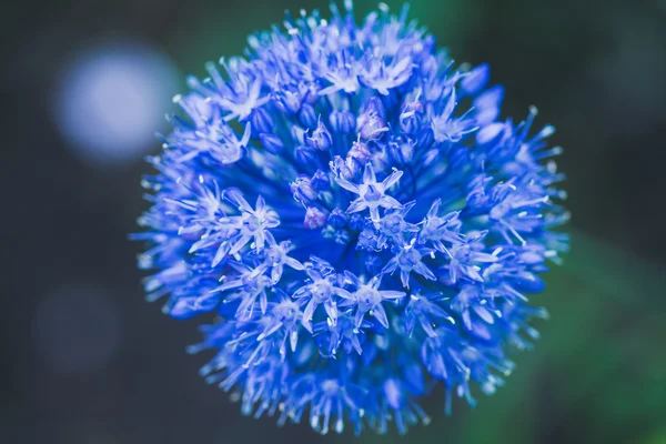 Allium (Allium Giganteum) bloeien in de tuin — Stockfoto