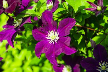 Clematis bahçede çiçek açtı.