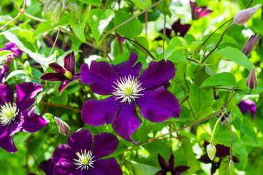 Clematis bahçede çiçek açtı.