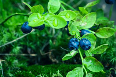 Bilberry ormanda