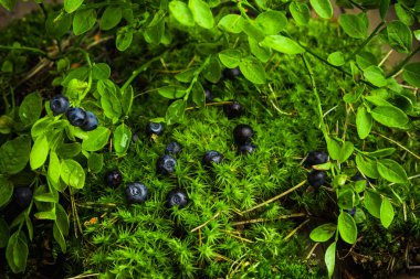 Bilberry ormanda