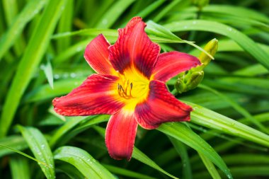 Gün-lily Çiçek bahçesinde