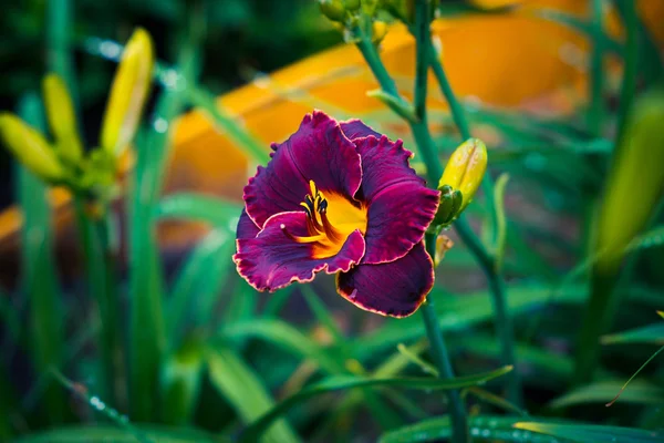 Taglilie blüht im Garten — Stockfoto