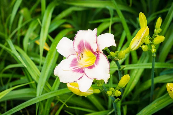 Fleur de lis dans le jardin — Photo