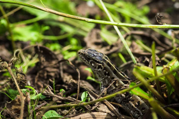 Brun vivipara ödlan Lacerta agilis — Stockfoto