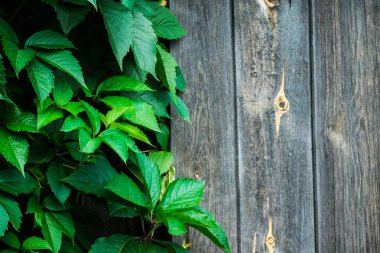 Bahçedeki Parthenocissus tricuspidata (asması göster)