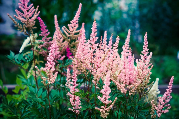 Flores Astilbe crescendo no jardim — Fotografia de Stock