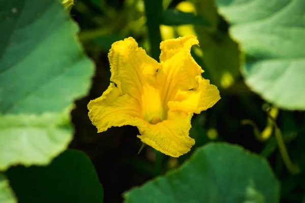 Fiore giallo zucca in giardino — Foto Stock