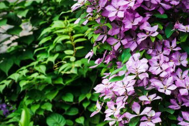 Clematis bahçede çiçek açtı.