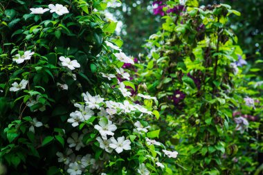 Clematis bahçede çiçek açtı.