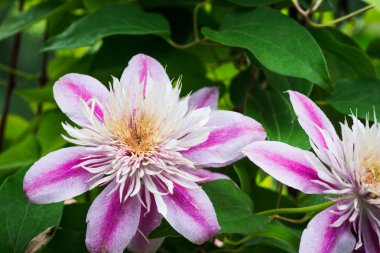 Clematis bahçede çiçek açtı.