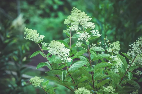 Hortensias en el jardín — Foto de Stock