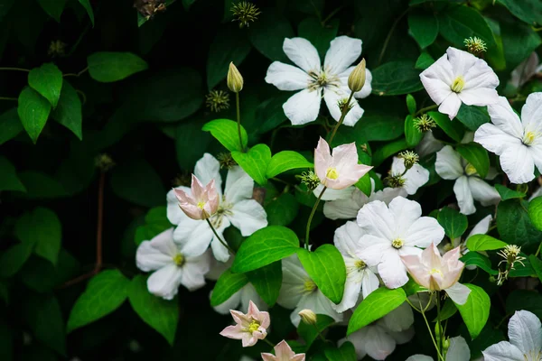 Flor de clematis en el jardín — Foto de Stock