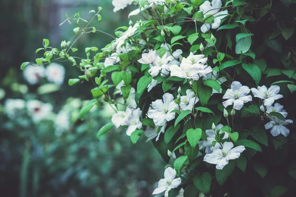 Clematis bloem in de tuin — Stockfoto