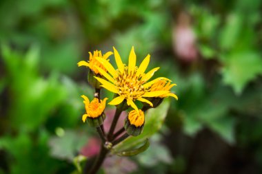 Çiçek Ligularia dentata orthello