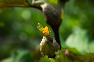 Çiçek Ligularia dentata orthello