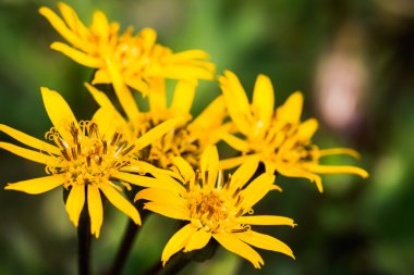 Çiçek Ligularia dentata orthello