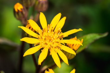 Çiçek Ligularia dentata orthello
