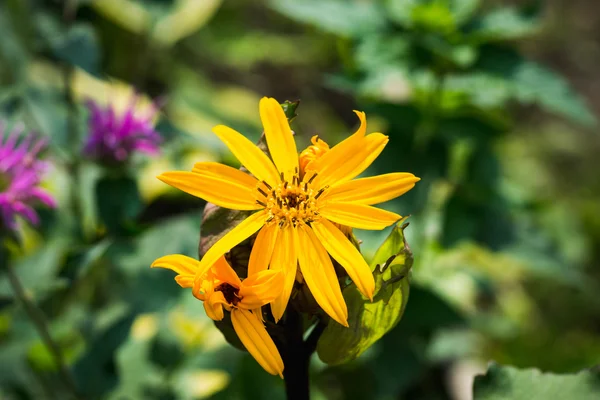 Blütenligularia dentata orthello — Stockfoto