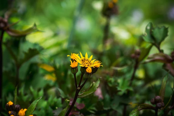 Blütenligularia dentata orthello — Stockfoto