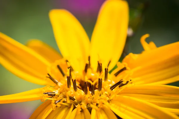 Blütenligularia dentata orthello — Stockfoto