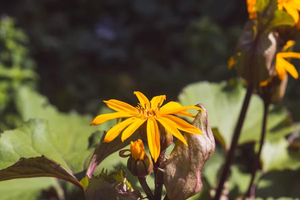 Blütenligularia dentata orthello — Stockfoto