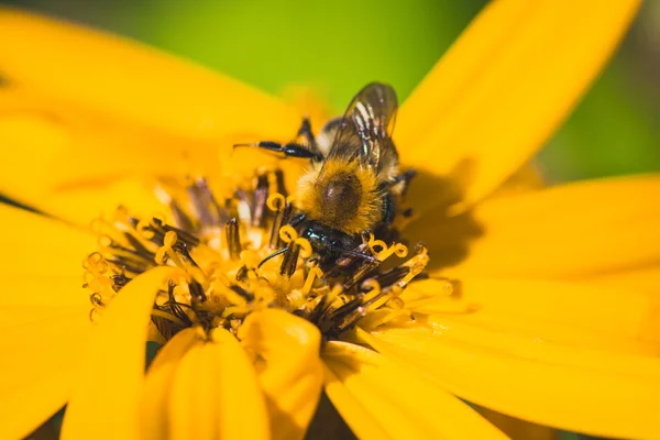 Fleur Ligularia dentata orthello — Photo