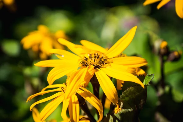 Blütenligularia dentata orthello — Stockfoto