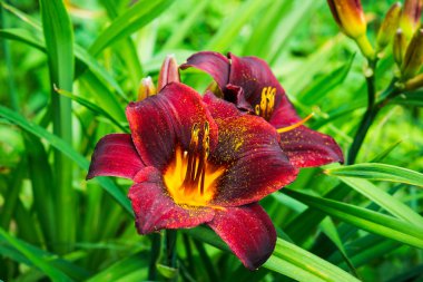 Gün-lily Çiçek bahçesinde