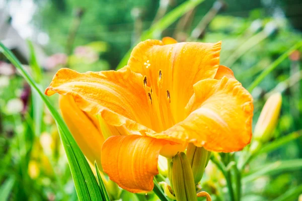 Fleur de lis dans le jardin — Photo