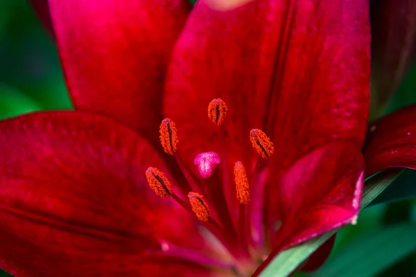 Fleur de lis dans le jardin — Photo