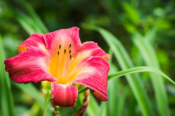 Fleur de lis dans le jardin — Photo