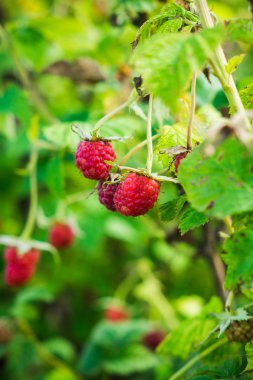 Ahududu çalısı ve olgun meyveler