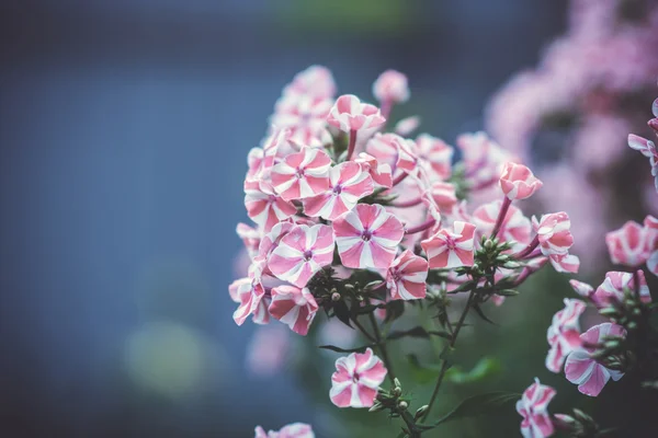 福禄考花在花园里 — 图库照片