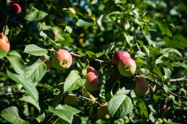 Ağaçtaki yabani elmalar