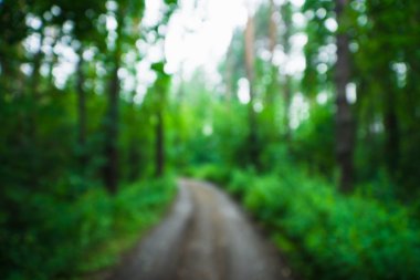 Orman yoluyla ufuk yol