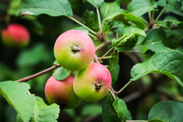 Manzanas silvestres en el árbol — Foto de Stock