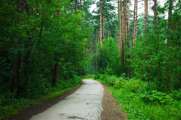 Strada attraverso la foresta — Foto Stock