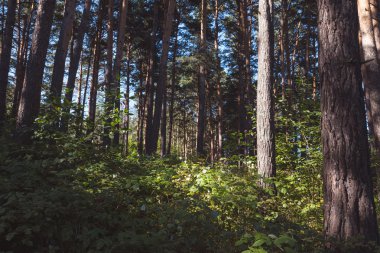 Çam ormanı içinde yaz sabahı