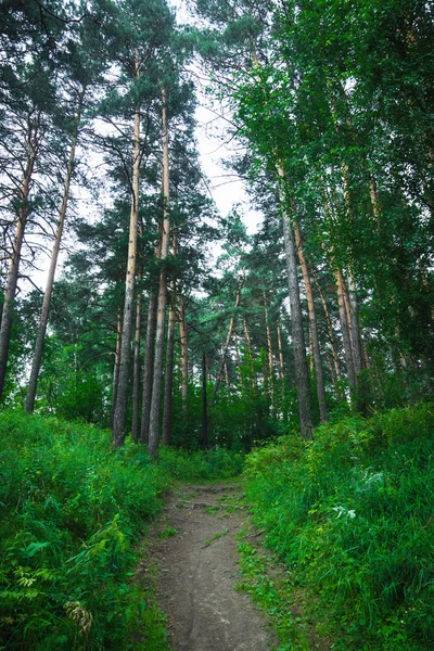 Strada attraverso la foresta — Foto Stock