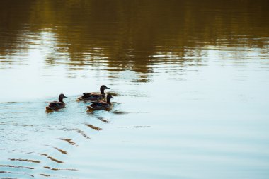 su birikintisi içinde yüzmeye yaban ördeği