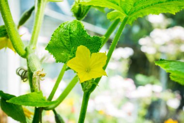 Bahçede salatalık çiçeği