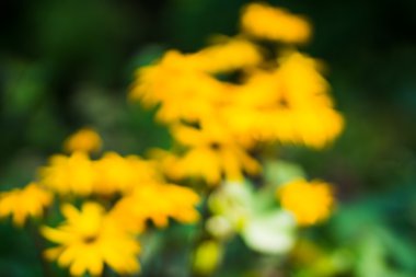 bulanık çiçek arka plan