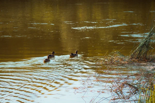 Wildenten schwimmen im Teich — Stockfoto