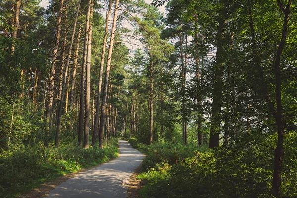 Caminho através da floresta — Fotografia de Stock