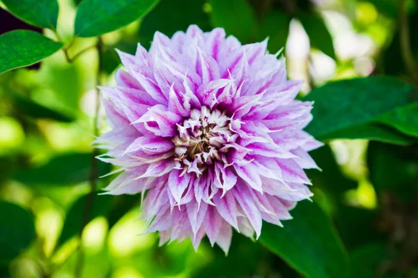 Clematis 'Blue Light' — Stockfoto