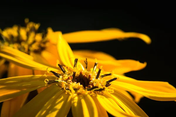 Fiore Ligularia dentata orthello — Foto Stock