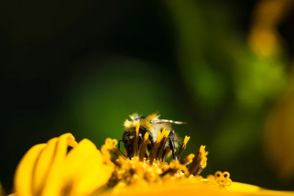 Blütenligularia dentata orthello — Stockfoto